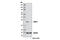 Ubiquitin Conjugating Enzyme E2 S antibody, 11878S, Cell Signaling Technology, Western Blot image 