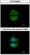 Growth Arrest Specific 6 antibody, GTX105300, GeneTex, Immunofluorescence image 