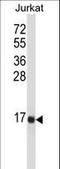 Tachykinin 3 antibody, LS-B10671, Lifespan Biosciences, Western Blot image 