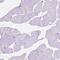 Forkhead Box L2 antibody, NBP2-49608, Novus Biologicals, Immunohistochemistry paraffin image 