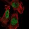 SET Domain Bifurcated Histone Lysine Methyltransferase 1 antibody, NBP2-56678, Novus Biologicals, Immunofluorescence image 