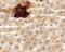 Synaptotagmin-like protein 5 antibody, LS-C144398, Lifespan Biosciences, Immunohistochemistry frozen image 