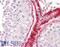BCL2 Associated Athanogene 5 antibody, 45-318, ProSci, Western Blot image 