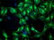 Tubulin beta-4 chain antibody, M05184, Boster Biological Technology, Immunofluorescence image 