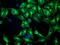 Tubulin Beta 4A Class IVa antibody, M05184, Boster Biological Technology, Immunofluorescence image 