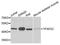 Transcription Factor AP-2 Gamma antibody, A7739, ABclonal Technology, Western Blot image 