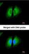 Eukaryotic Translation Initiation Factor 4E Binding Protein 1 antibody, orb14921, Biorbyt, Immunofluorescence image 