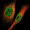 KIAA0014 antibody, NBP1-81557, Novus Biologicals, Immunofluorescence image 
