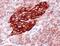 CD99 Molecule (Xg Blood Group) antibody, PA5-32337, Invitrogen Antibodies, Immunohistochemistry frozen image 