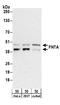 Farnesyltransferase, CAAX Box, Alpha antibody, A304-267A, Bethyl Labs, Western Blot image 
