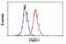 Fragile X Mental Retardation 1 antibody, NBP2-45689, Novus Biologicals, Flow Cytometry image 