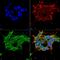 Gamma-Aminobutyric Acid Type A Receptor Epsilon Subunit antibody, MA5-27696, Invitrogen Antibodies, Immunofluorescence image 
