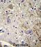 MAGE Family Member L2 antibody, abx032714, Abbexa, Immunohistochemistry frozen image 