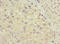 SRY-Box 5 antibody, LS-C676539, Lifespan Biosciences, Immunohistochemistry paraffin image 