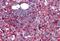 Anoctamin 2 antibody, MBS244900, MyBioSource, Immunohistochemistry paraffin image 
