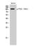 Protein Tyrosine Kinase 2 Beta antibody, A01066Y881, Boster Biological Technology, Western Blot image 