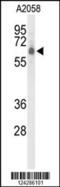 CLPTM1 Like antibody, 64-010, ProSci, Western Blot image 