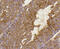 Brain Derived Neurotrophic Factor antibody, 13-788, ProSci, Immunohistochemistry frozen image 