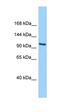 Importin 4 antibody, orb331372, Biorbyt, Western Blot image 