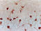 Corticotropin Releasing Hormone antibody, 250616, Abbiotec, Immunohistochemistry frozen image 