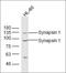 Synapsin I antibody, orb7040, Biorbyt, Western Blot image 