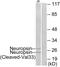 Kallikrein Related Peptidase 8 antibody, PA5-38246, Invitrogen Antibodies, Western Blot image 