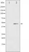 C-X-C Motif Chemokine Receptor 2 antibody, abx010977, Abbexa, Western Blot image 