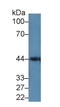 Galectin 9C antibody, LS-C299356, Lifespan Biosciences, Western Blot image 