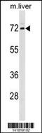 Fragile X mental retardation syndrome-related protein 1 antibody, 60-914, ProSci, Western Blot image 