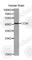 Cyclin-I antibody, A1534, ABclonal Technology, Western Blot image 