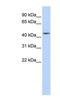 Adenosylhomocysteinase antibody, NBP1-55016, Novus Biologicals, Western Blot image 