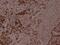 Myocyte Enhancer Factor 2A antibody, PA5-36666, Invitrogen Antibodies, Immunohistochemistry paraffin image 