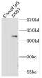 Bromodomain Containing 3 antibody, FNab00947, FineTest, Immunoprecipitation image 