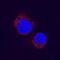 Mitogen-activated protein kinase 11 antibody, MAB3274, R&D Systems, Immunofluorescence image 