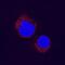 Mitogen-Activated Protein Kinase 11 antibody, MAB3274, R&D Systems, Immunofluorescence image 