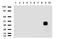 Keratin 20 antibody, LS-C796903, Lifespan Biosciences, Western Blot image 