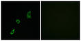 Fibroblast Growth Factor 23 antibody, abx014000, Abbexa, Western Blot image 