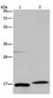 Progestagen Associated Endometrial Protein antibody, MBS2523756, MyBioSource, Western Blot image 