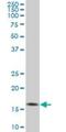 Ras Homolog, MTORC1 Binding antibody, H00006009-M01, Novus Biologicals, Western Blot image 