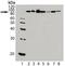 Heat Shock Protein 90 Alpha Family Class B Member 1 antibody, NB100-1972, Novus Biologicals, Western Blot image 