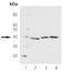 Cyclin Dependent Kinase 7 antibody, ADI-905-772-100, Enzo Life Sciences, Western Blot image 