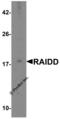 CASP2 And RIPK1 Domain Containing Adaptor With Death Domain antibody, 1117, ProSci, Western Blot image 