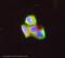 Aryl Hydrocarbon Receptor antibody, ab2770, Abcam, Immunofluorescence image 