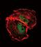 TSC Complex Subunit 2 antibody, PA5-12862, Invitrogen Antibodies, Immunofluorescence image 