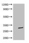 GFP antibody, CSB-MA000051M0m, Cusabio, Western Blot image 