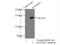 Ras Protein Specific Guanine Nucleotide Releasing Factor 1 antibody, 12958-1-AP, Proteintech Group, Immunoprecipitation image 