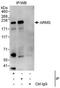 Kinase D Interacting Substrate 220 antibody, NBP1-50035, Novus Biologicals, Western Blot image 