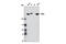 Chromodomain Helicase DNA Binding Protein 4 antibody, 11912S, Cell Signaling Technology, Western Blot image 