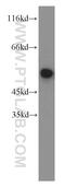 FKBP Prolyl Isomerase 5 antibody, 14155-1-AP, Proteintech Group, Western Blot image 