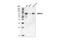 5 -AMP-activated protein kinase subunit gamma-2 antibody, 2536S, Cell Signaling Technology, Western Blot image 